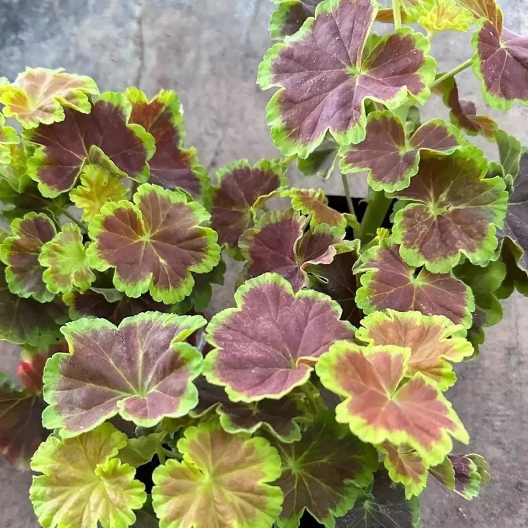 Variegated Geranium Seeds, Colorful Geraniums Seeds