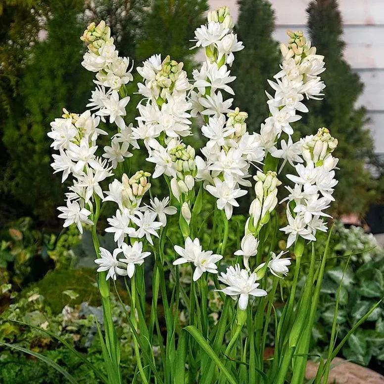 🔥【Limited Time Sale】Tuberose🌸 Bulbs! Enjoy 💥50% off, come by and grab it!
