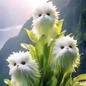 ??Group discount! Cat's eye flower