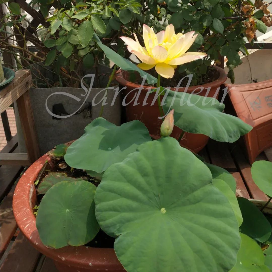 【50% de réduction】Graines Premium de Fleur de Lotus Bonsaï - Germination en 7 jours