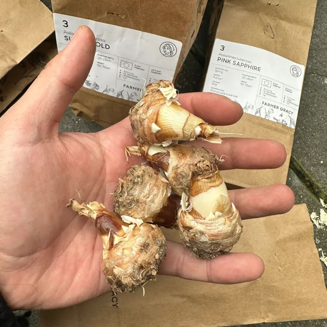 🔥【Limited Time Sale】Tuberose🌸 Bulbs! Enjoy 💥50% off, come by and grab it!