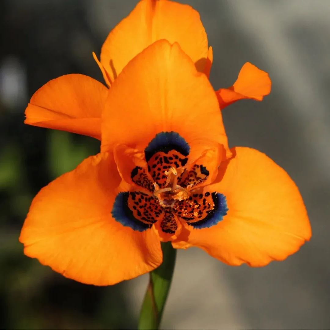 Graines de Fleur de Nouvel hybride de Moraea - Orange Rouge