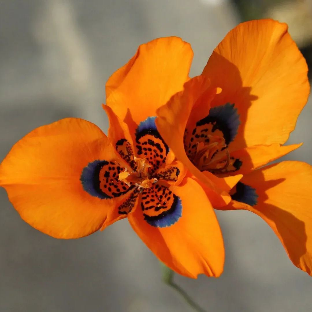Graines de Fleur de Nouvel hybride de Moraea - Orange Rouge