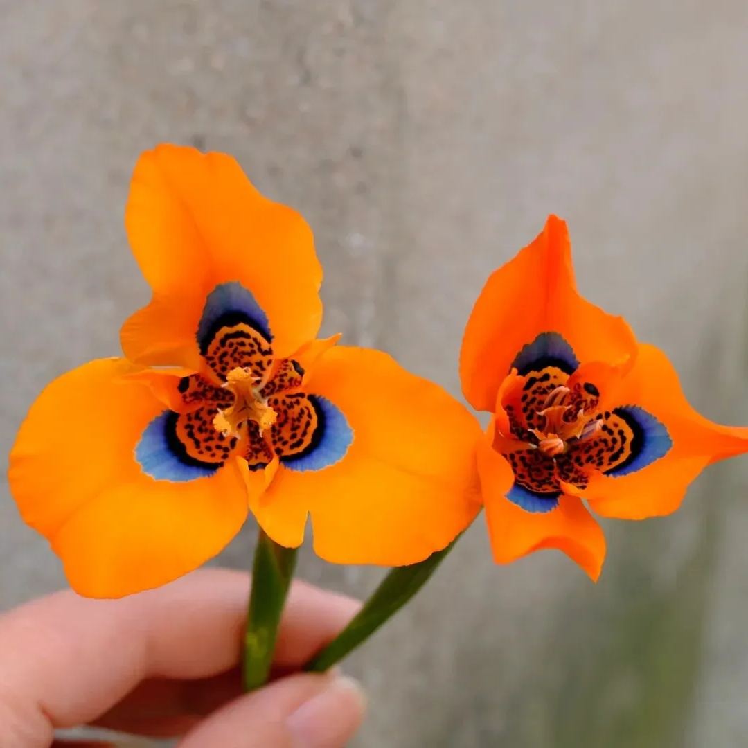 Graines de Fleur de Nouvel hybride de Moraea - Orange Rouge