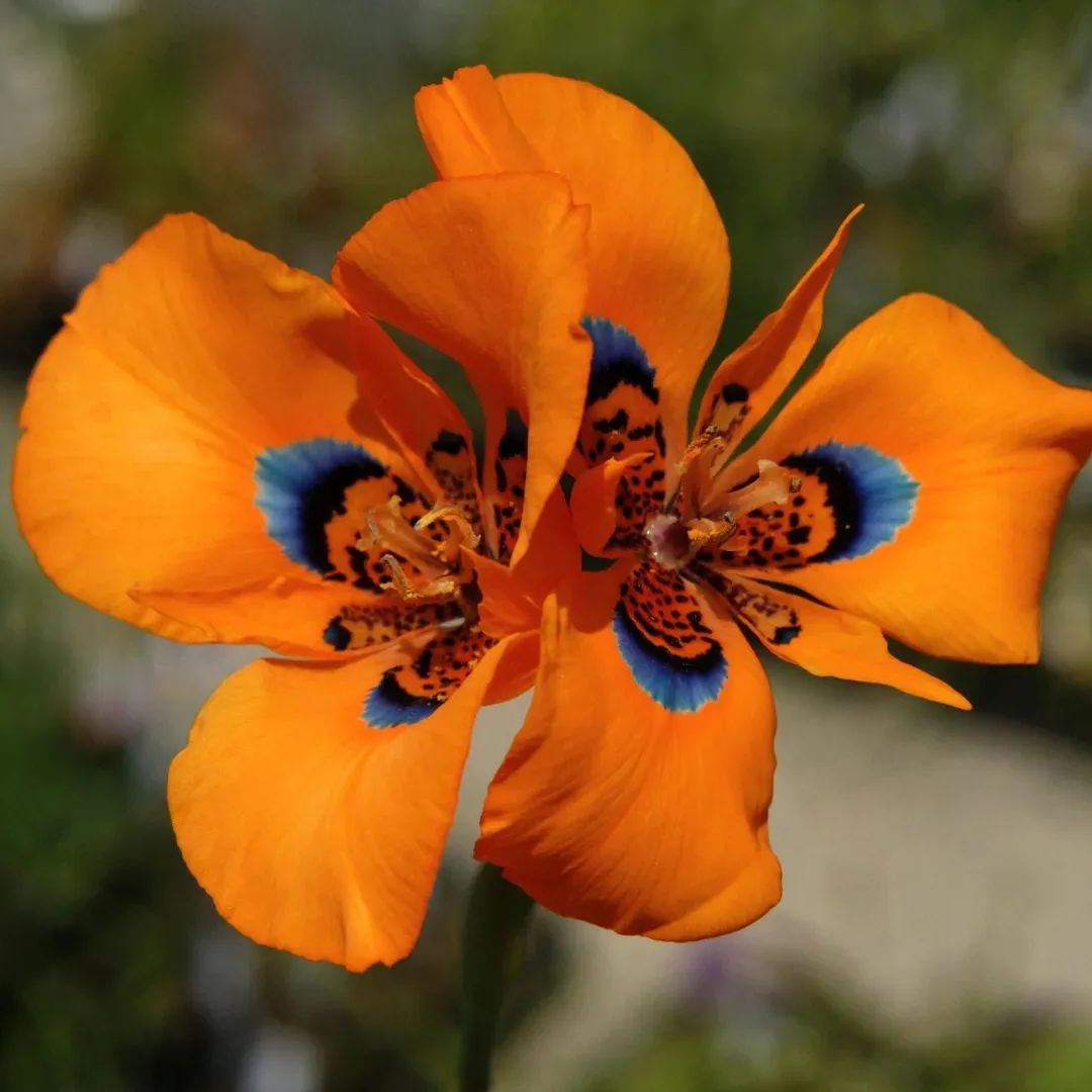 Graines de Fleur de Nouvel hybride de Moraea - Orange Rouge