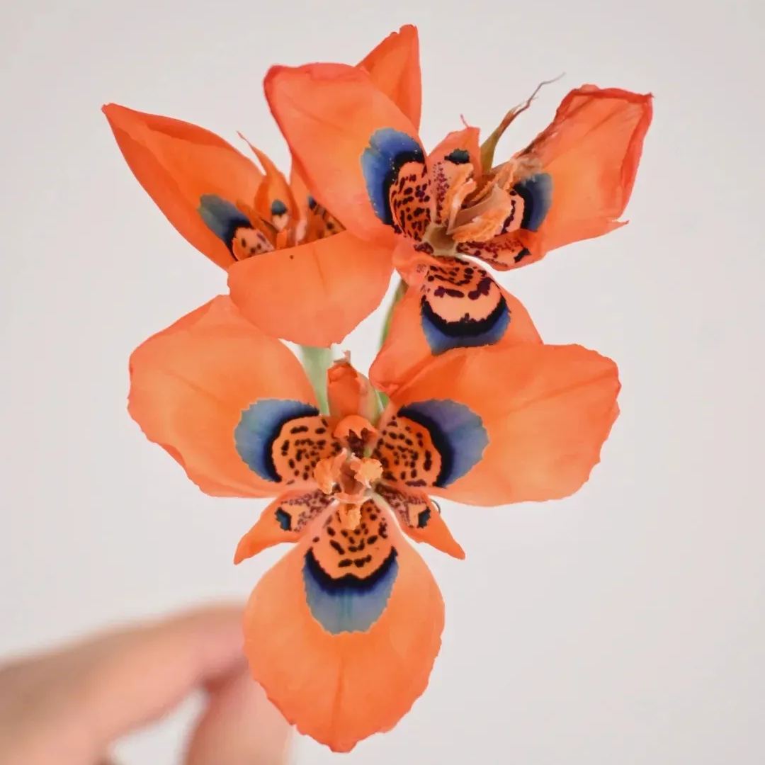 Graines de Fleur de Nouvel hybride de Moraea - Orange Rouge