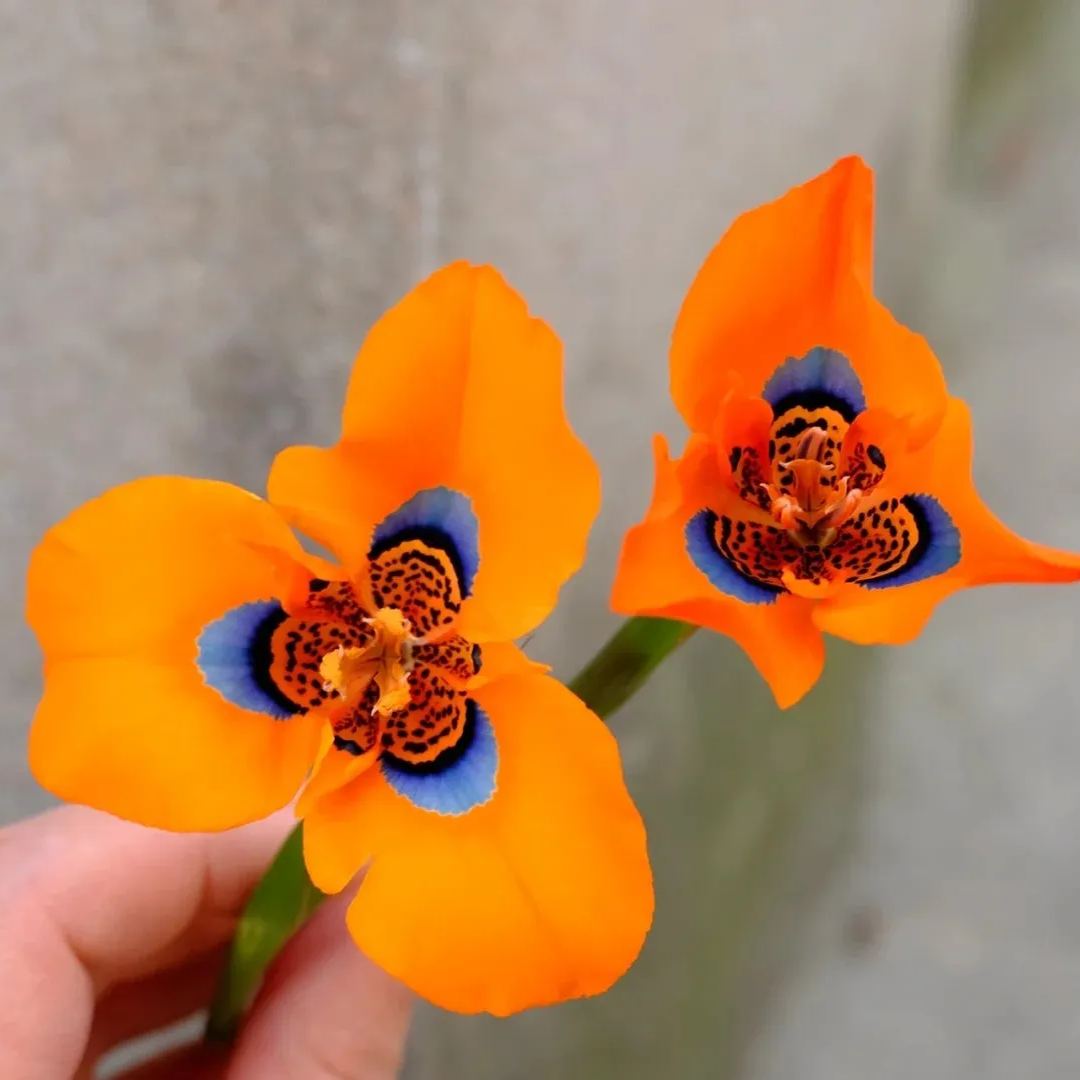 Graines de Fleur de Nouvel hybride de Moraea - Orange Rouge