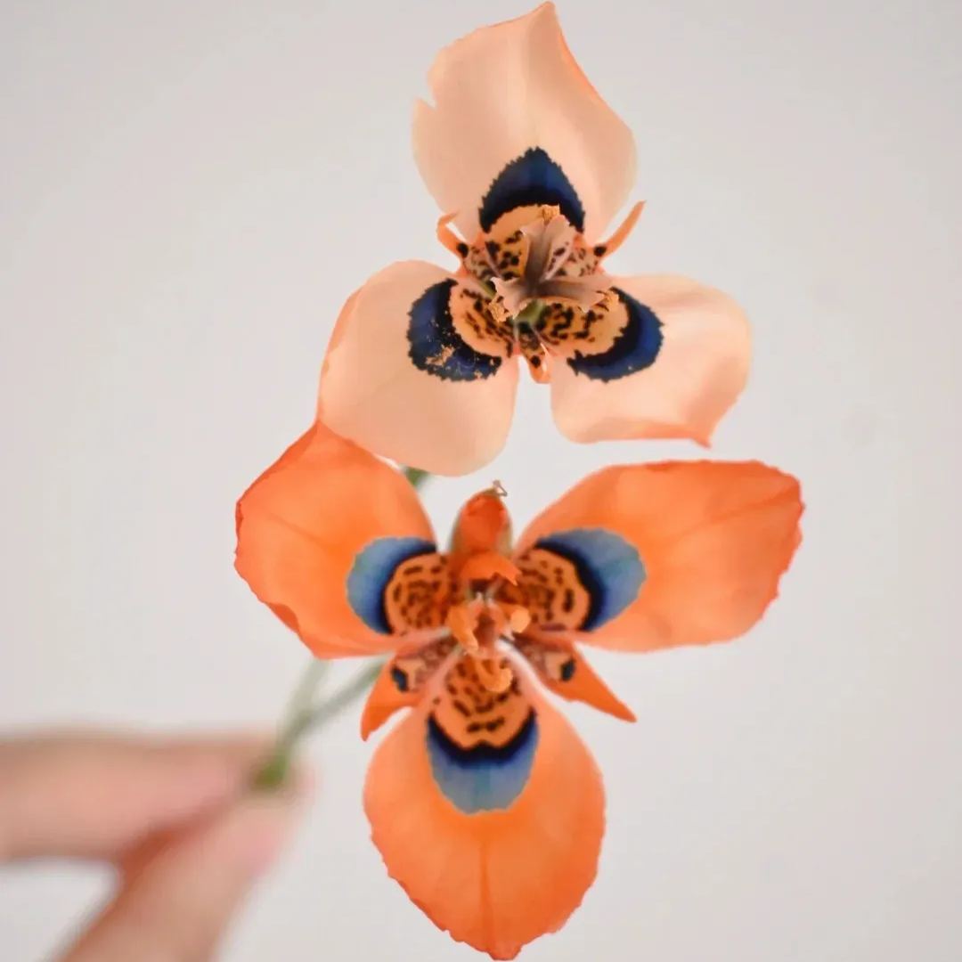 Graines de Fleur de Nouvel hybride de Moraea - Orange Rouge