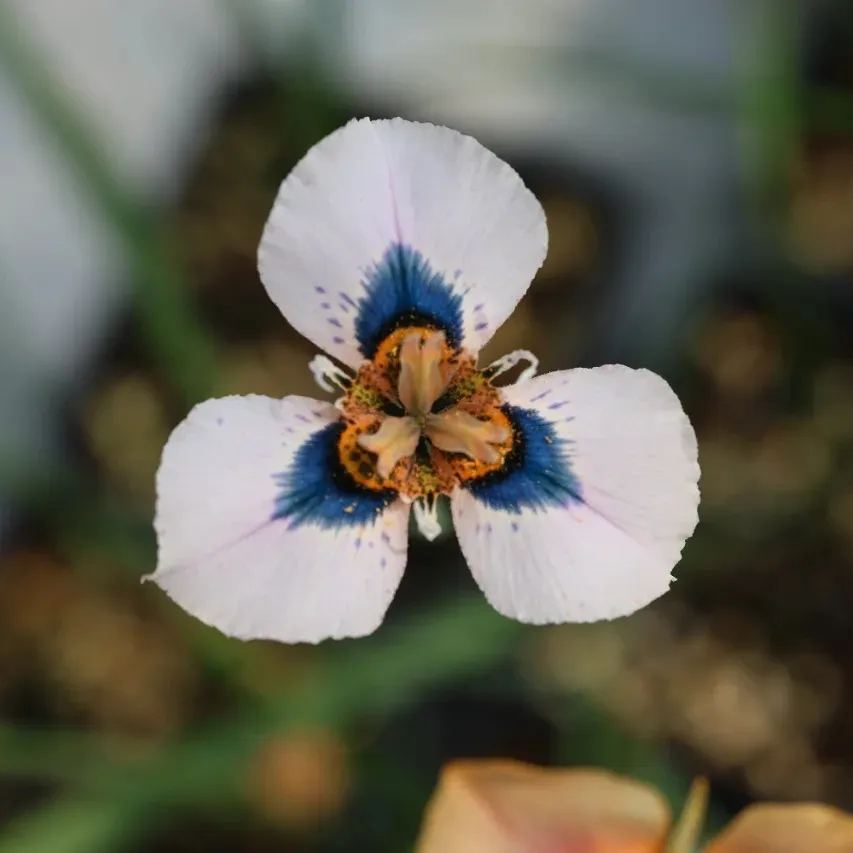 Moraea New Hybrid Flower Seeds - White and Blue