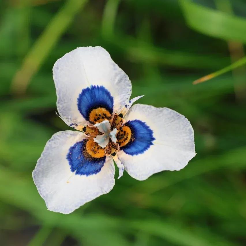 Moraea New Hybrid Flower Seeds - White and Blue