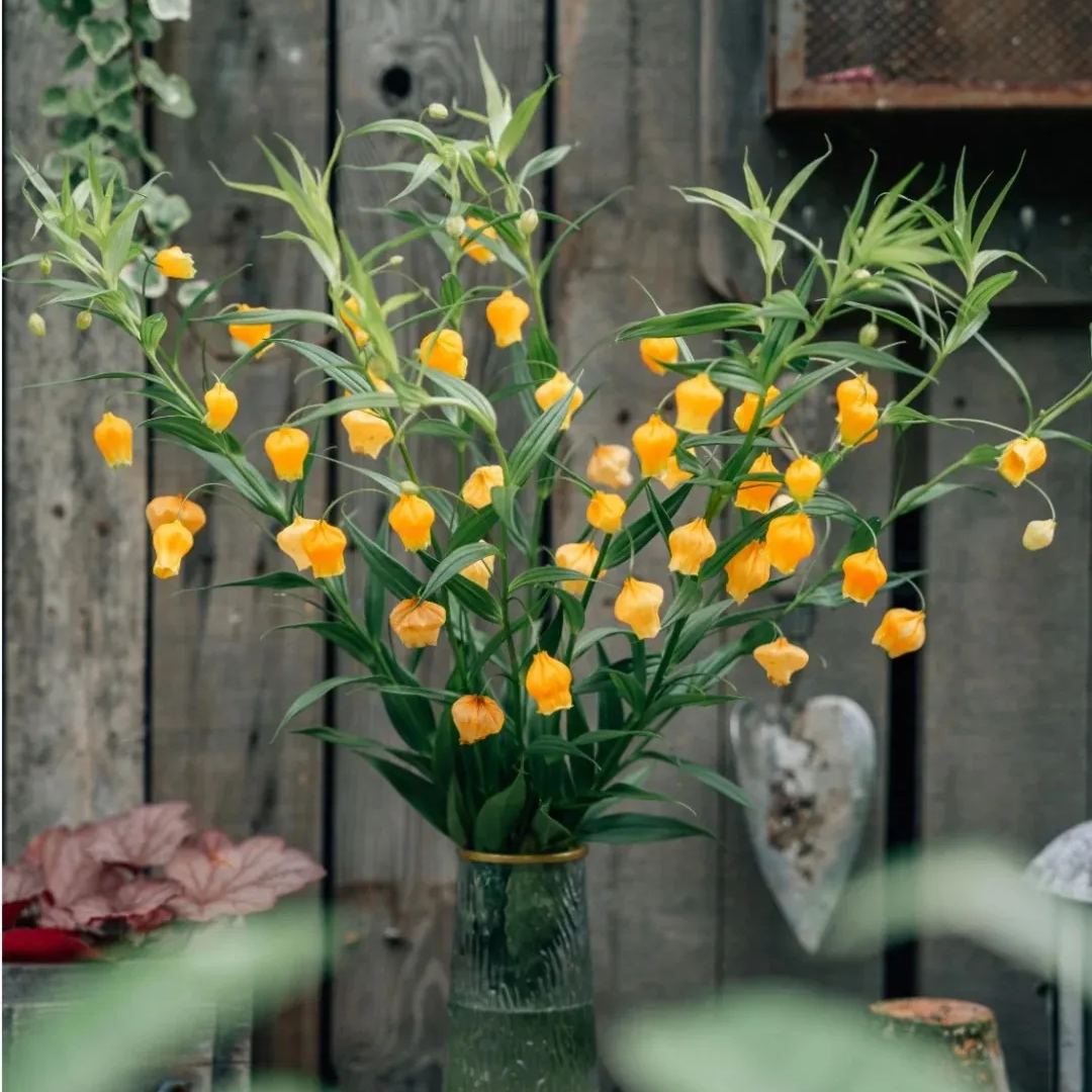 Palace Lantern Lily Flower Seeds