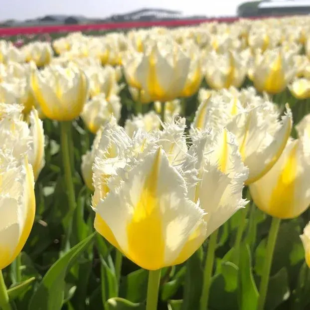 Parrot Tulip Bulbs (Tulipa gesneriana var. parrot)