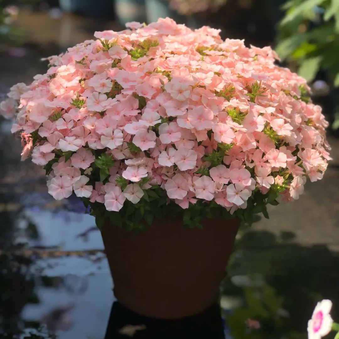 Oxalis Bulbs 🌺🏡 Low Maintenance Perennial Flowering Plants