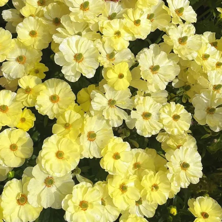 🦋 Butterfly Ranunculus Seeds