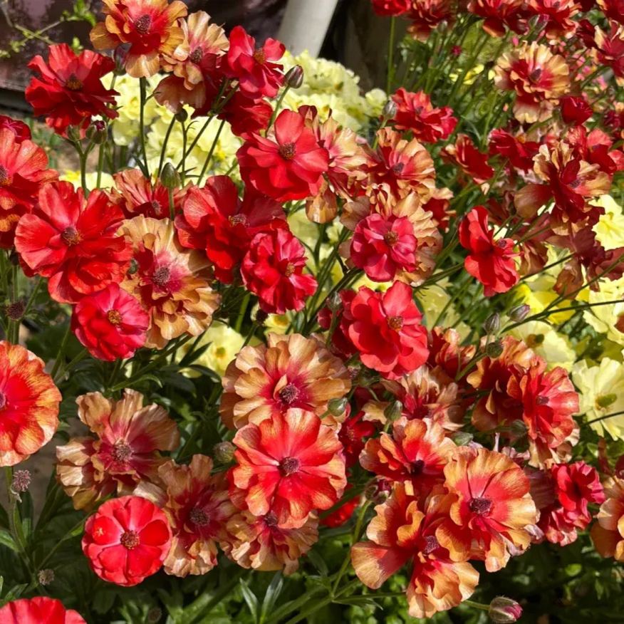 🦋 Butterfly Ranunculus Seeds