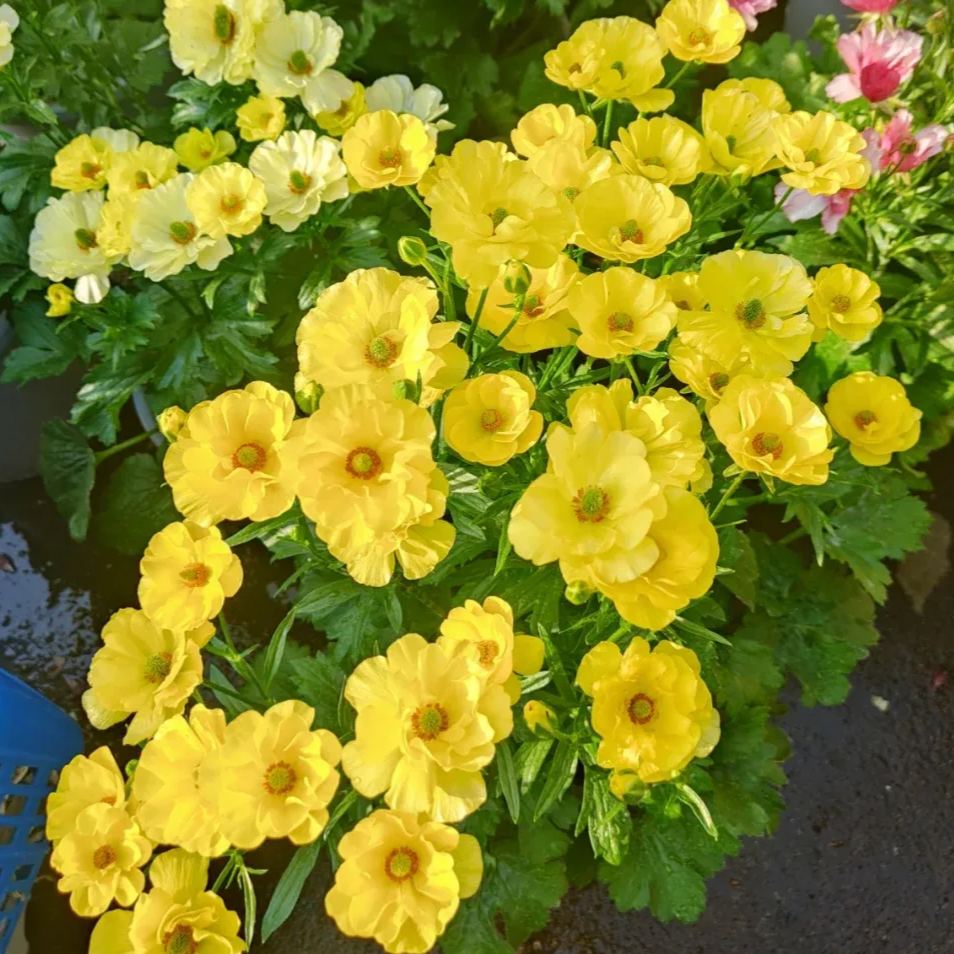 🦋 Butterfly Ranunculus Seeds