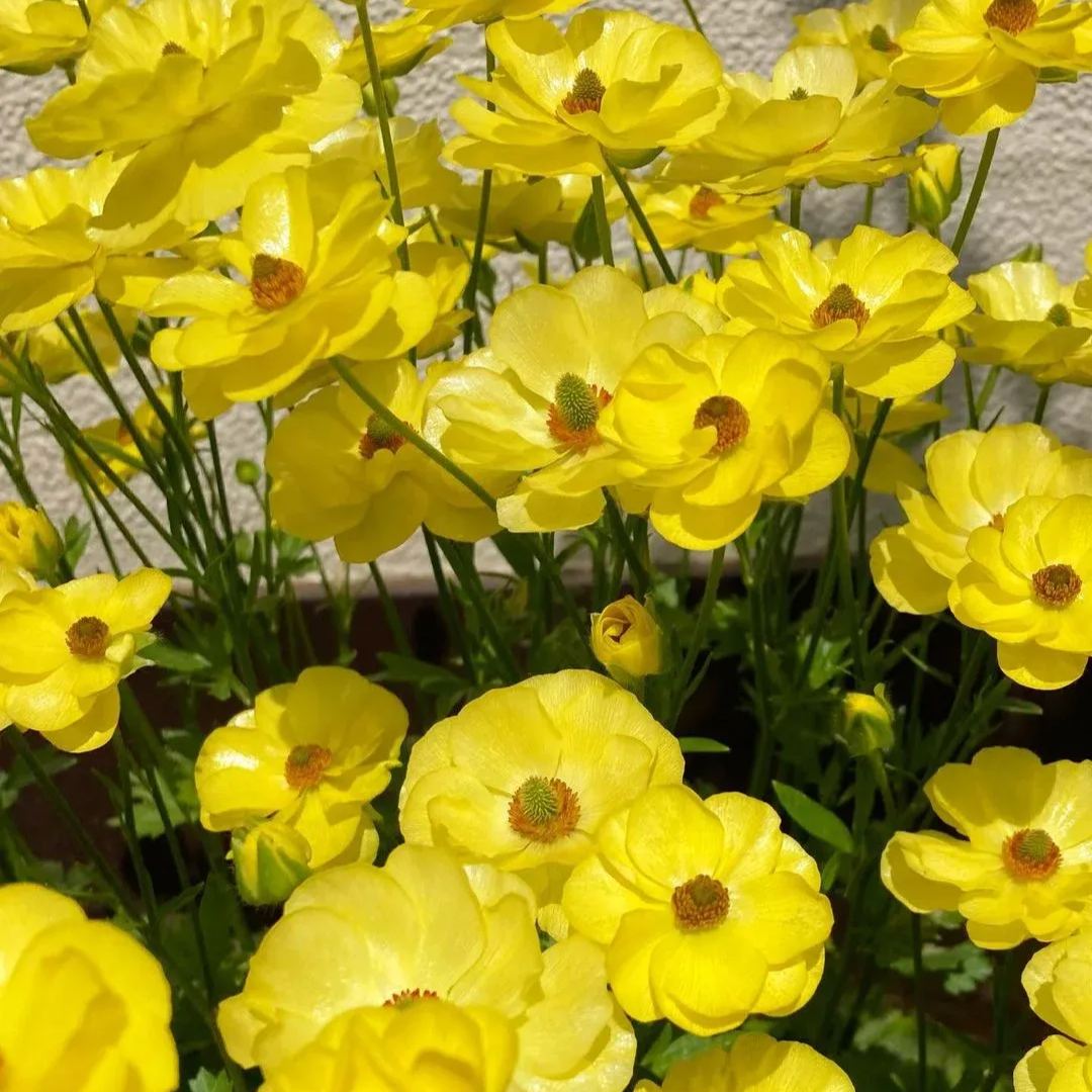 🦋 Butterfly Ranunculus Seeds