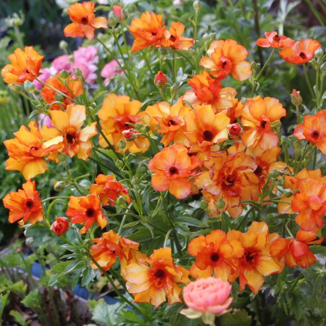 🦋 Butterfly Ranunculus Seeds