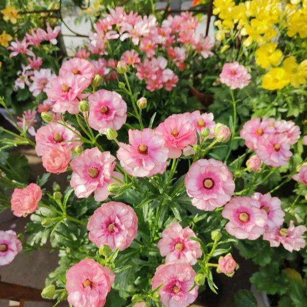 🦋 Butterfly Ranunculus Seeds