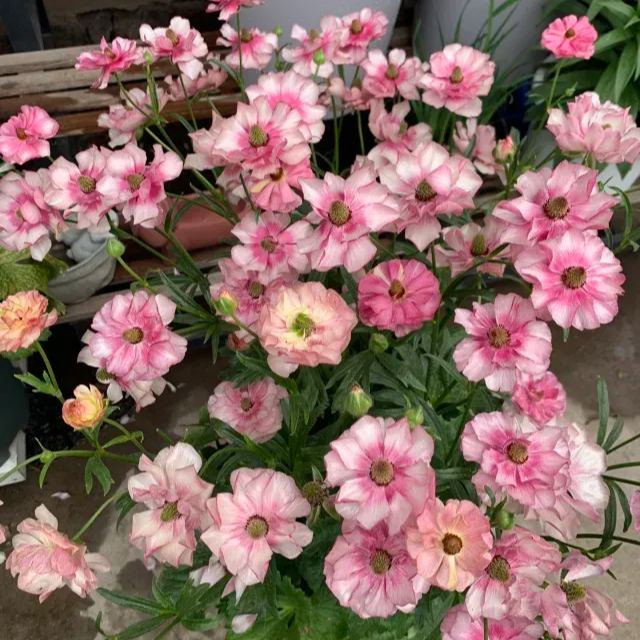 🦋 Butterfly Ranunculus Seeds