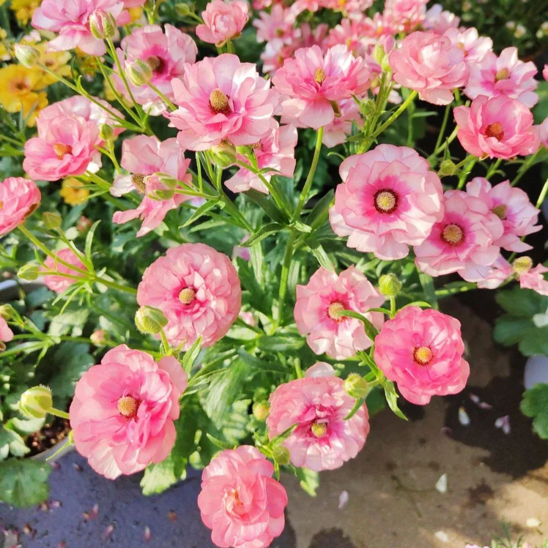 🦋 Butterfly Ranunculus Seeds