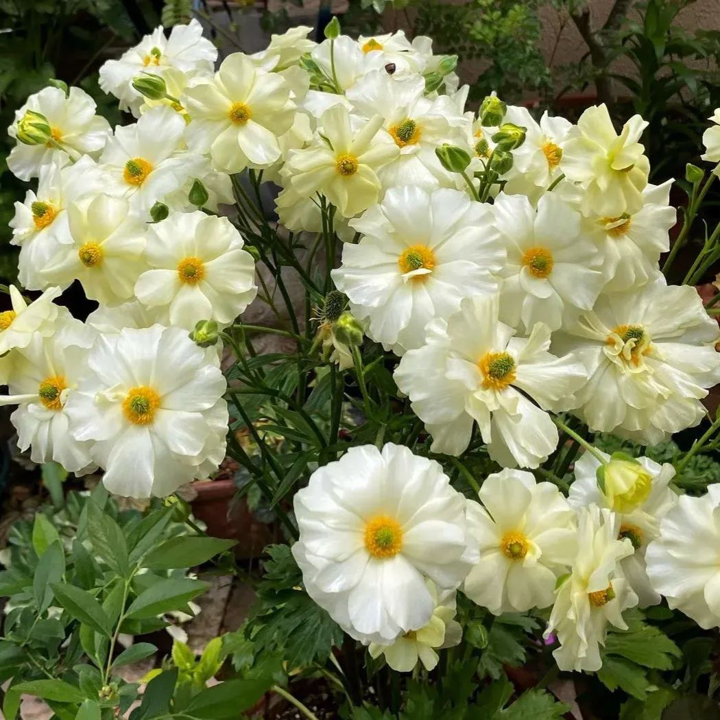 🦋 Butterfly Ranunculus Seeds