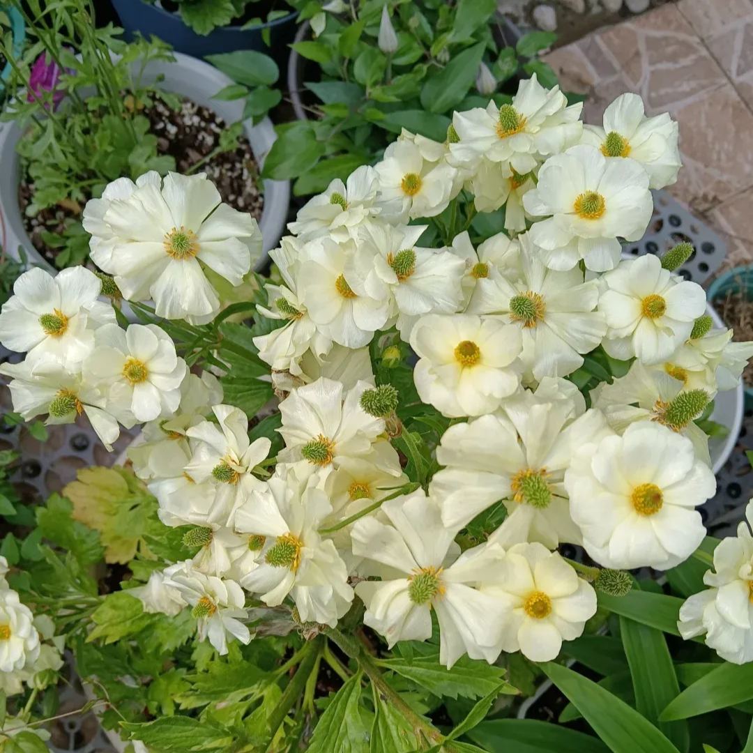 🦋 Butterfly Ranunculus Seeds
