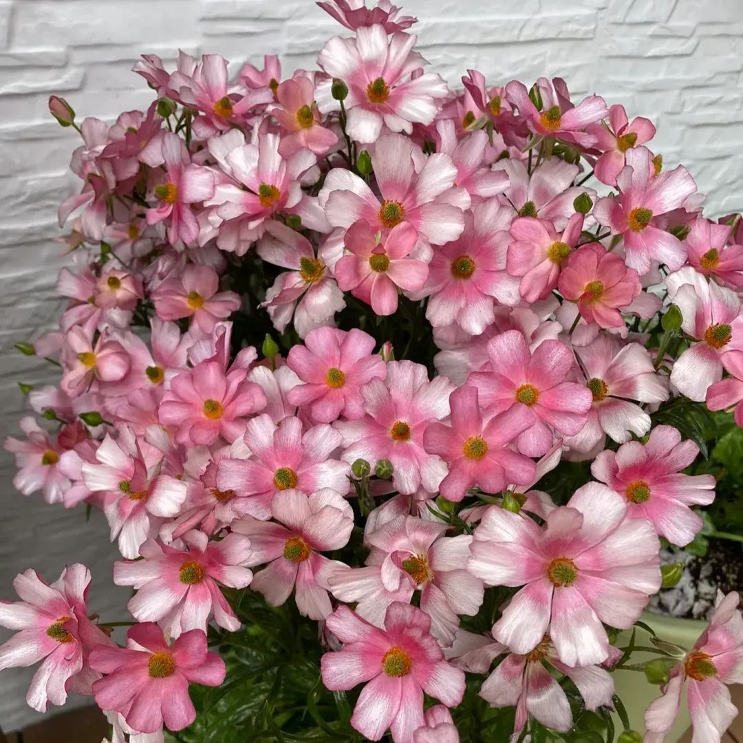 🦋 Butterfly Ranunculus Seeds