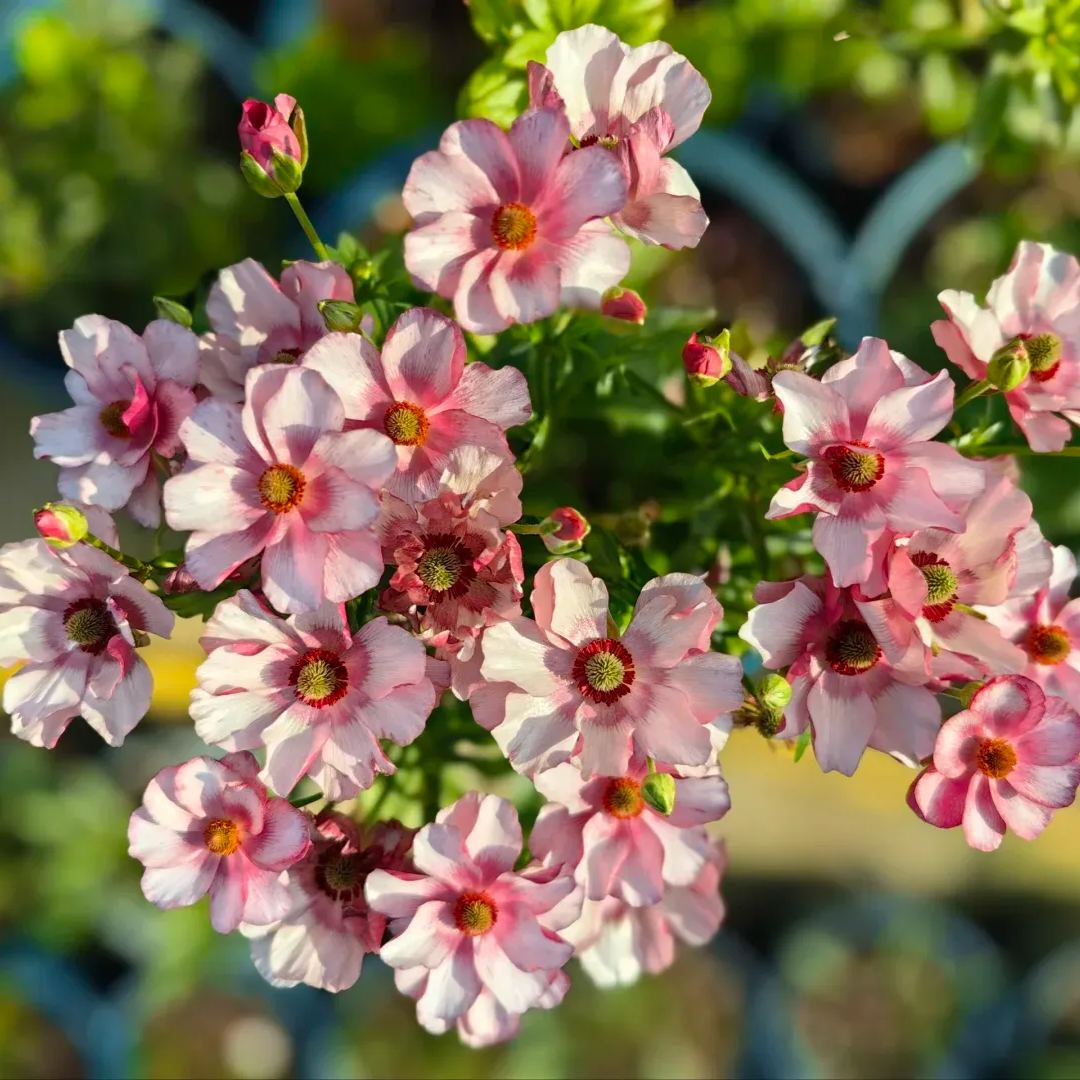 🦋 Butterfly Ranunculus Seeds