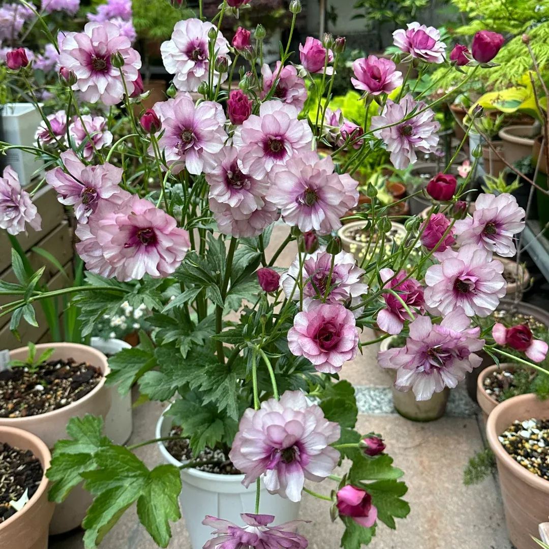 🦋 Butterfly Ranunculus Seeds