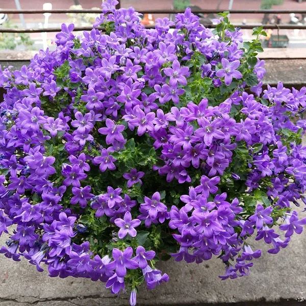 🎊A new variety of bellflower🎊 - Dreamy bellflower🫧