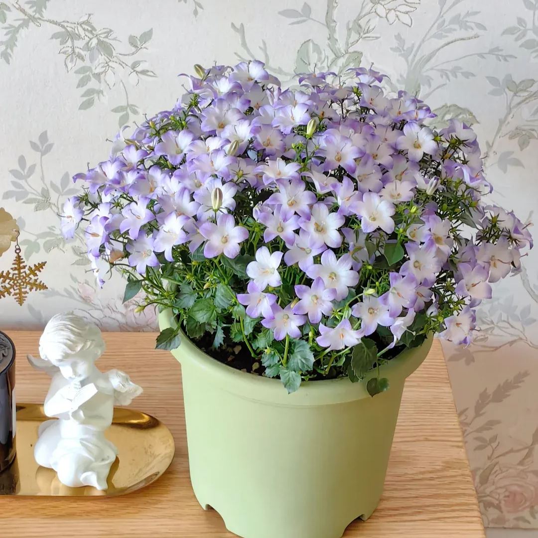 🎊A new variety of bellflower🎊 - Dreamy bellflower🫧