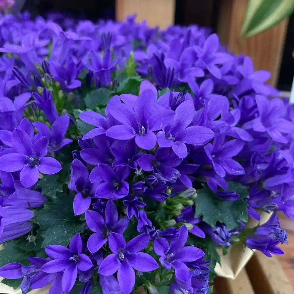 🎊A new variety of bellflower🎊 - Dreamy bellflower🫧