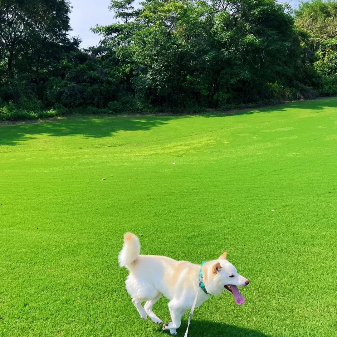 🔥🎁🌿Grass Seeds Mix