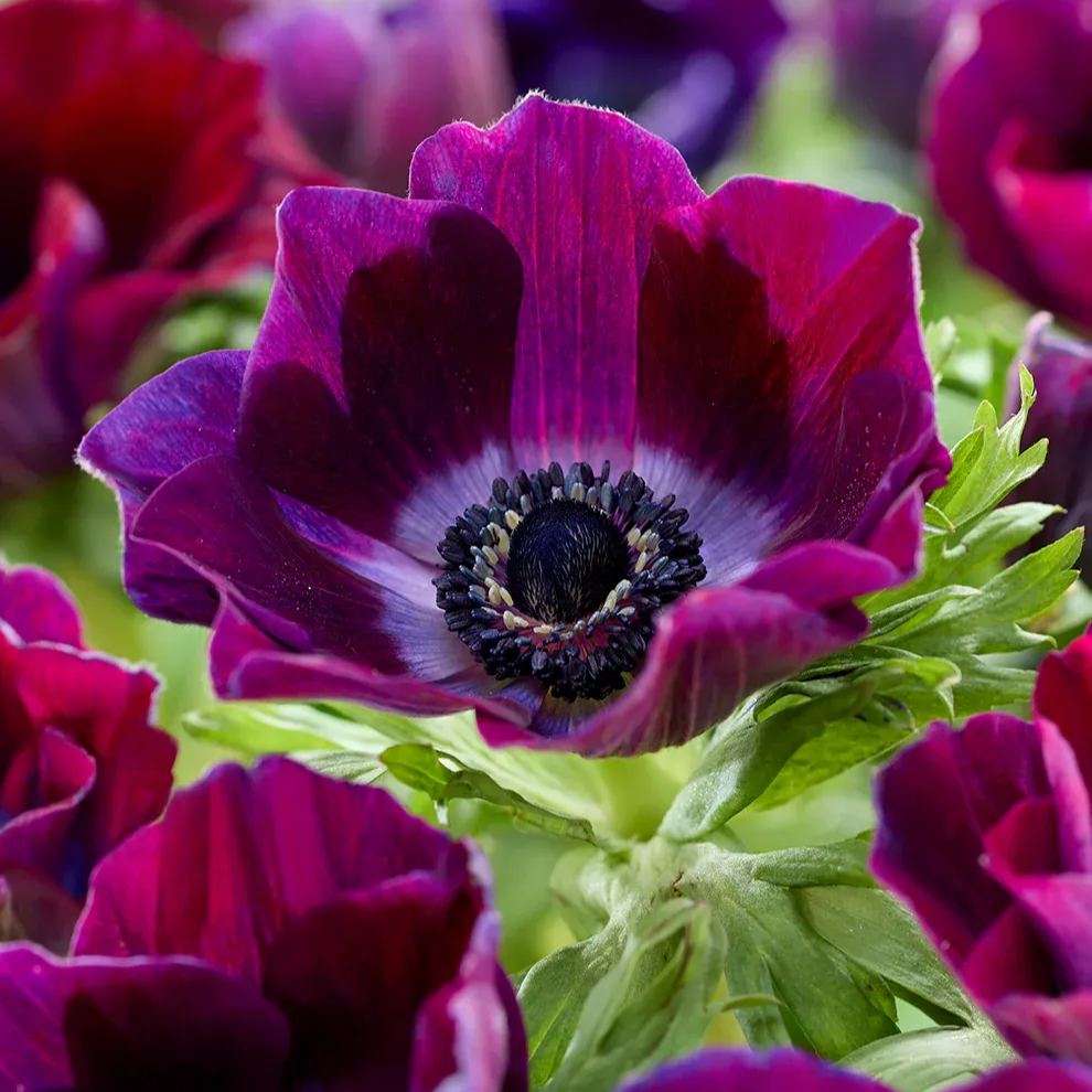 Anemone Bulbs ✨ 🌸Windflowers,High Quality Matching Bulbs