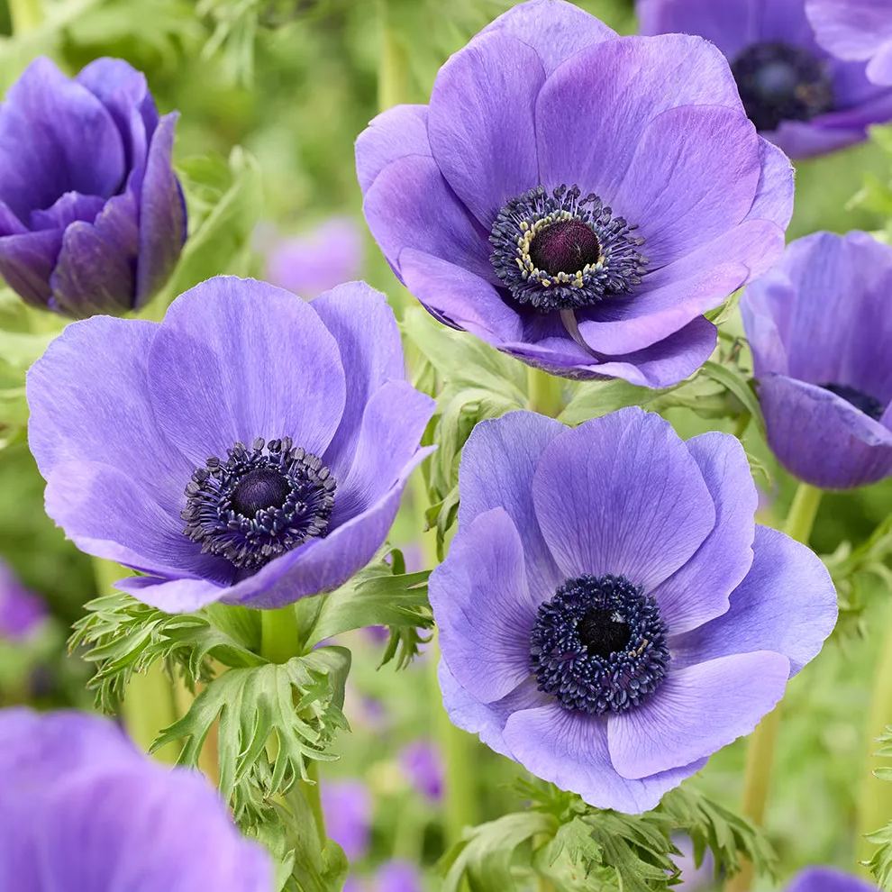 Anemone Bulbs ✨ 🌸Windflowers,High Quality Matching Bulbs