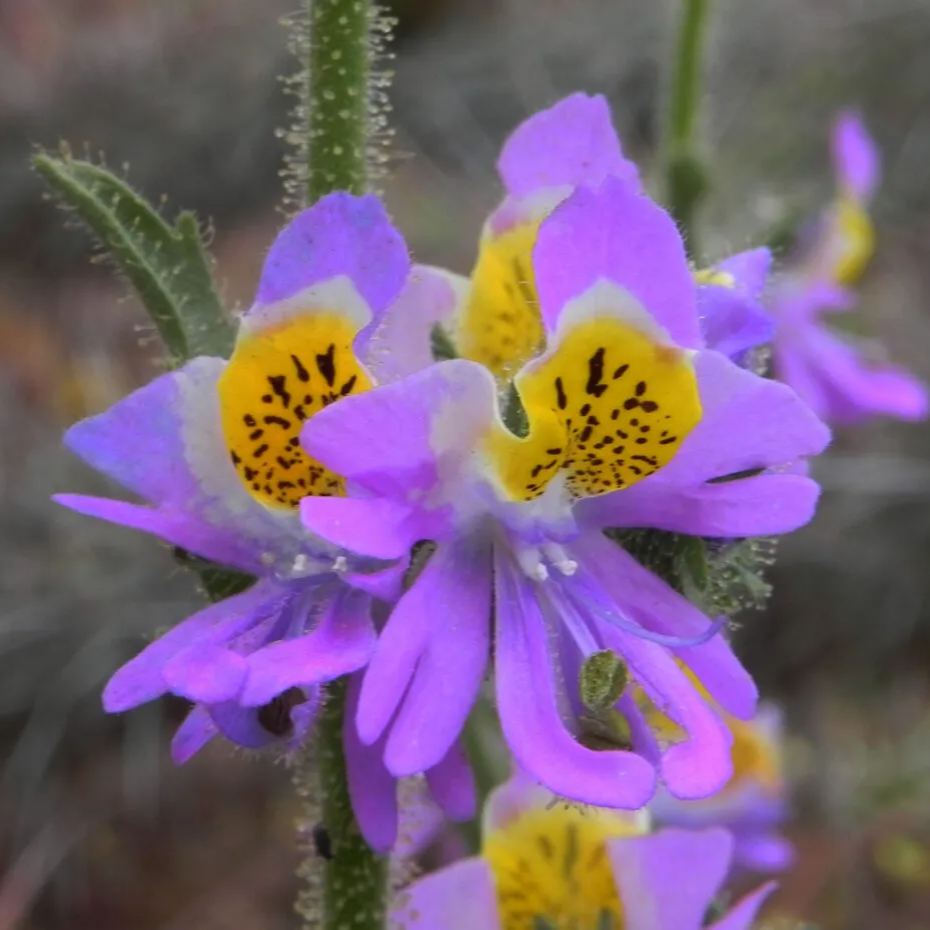Schizanthus Seeds🌺🦋– Butterfly-Inspired Blooms for Your Garden