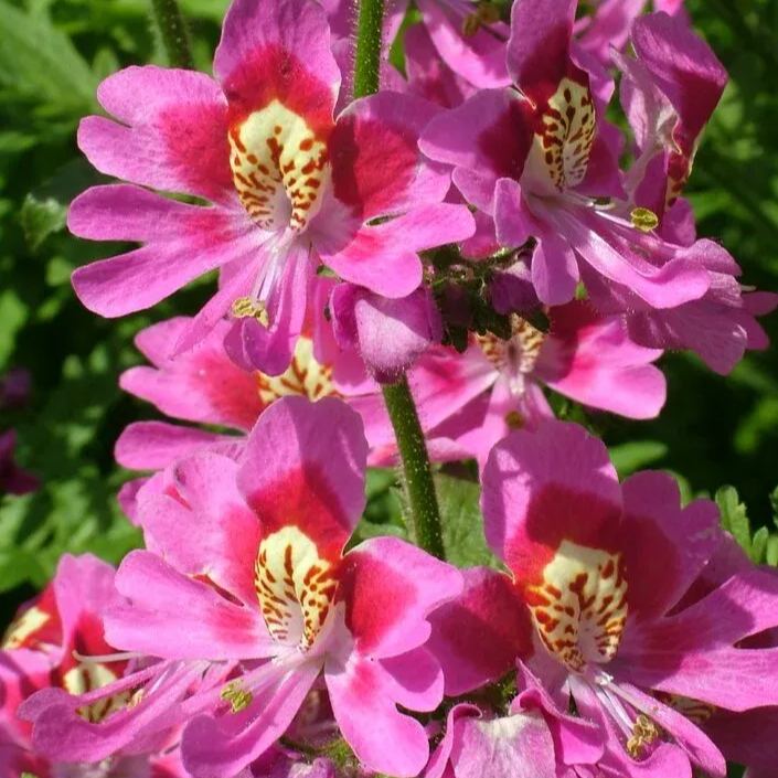 Schizanthus Seeds🌺🦋– Butterfly-Inspired Blooms for Your Garden