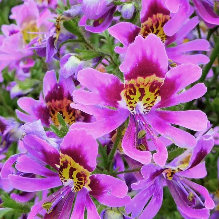 Schizanthus Seeds🌺🦋– Butterfly-Inspired Blooms for Your Garden