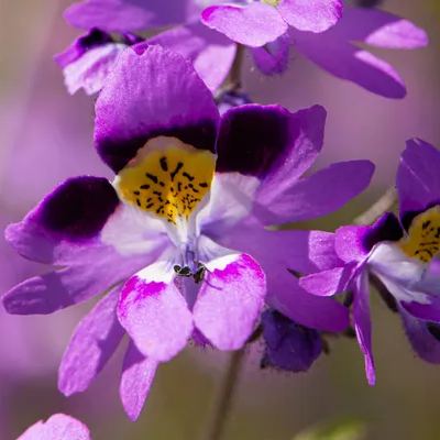 Schizanthus Seeds🌺🦋– Butterfly-Inspired Blooms for Your Garden