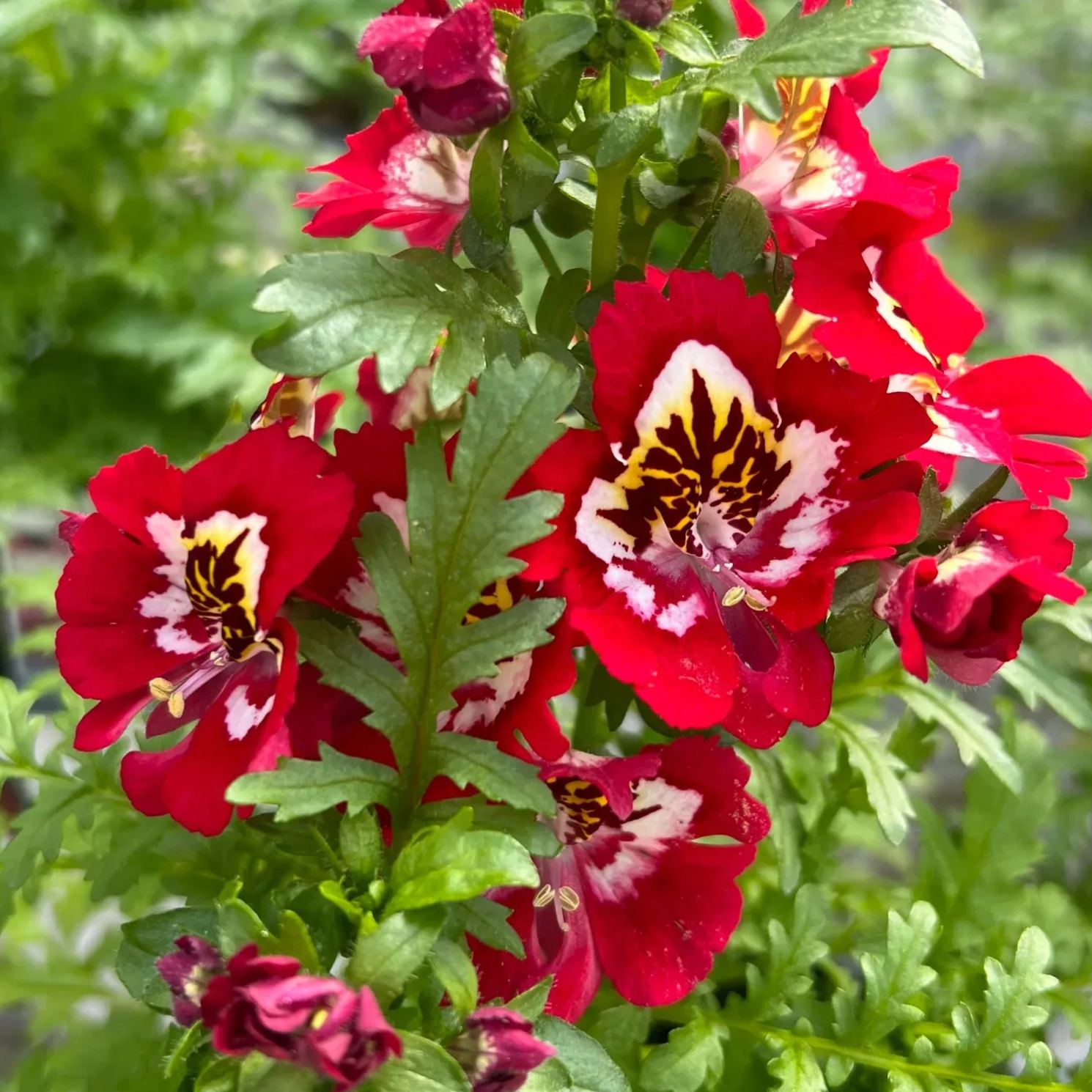 Schizanthus Seeds🌺🦋– Butterfly-Inspired Blooms for Your Garden