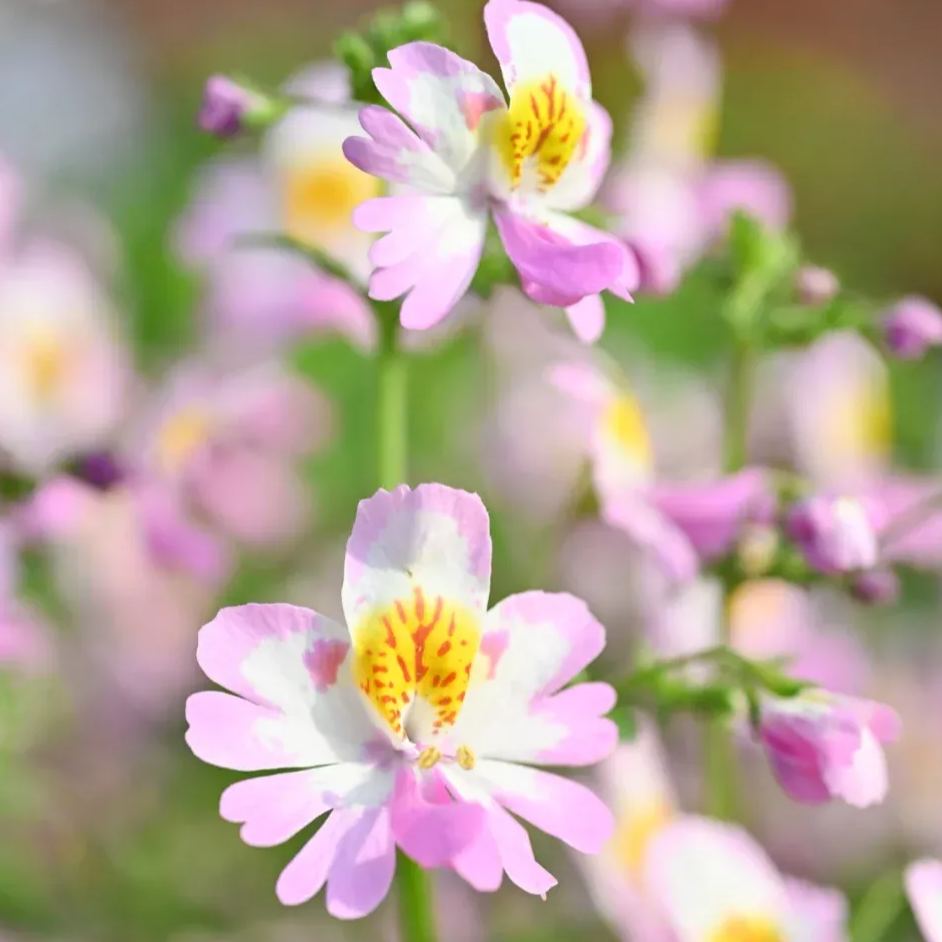 Schizanthus Seeds🌺🦋– Butterfly-Inspired Blooms for Your Garden