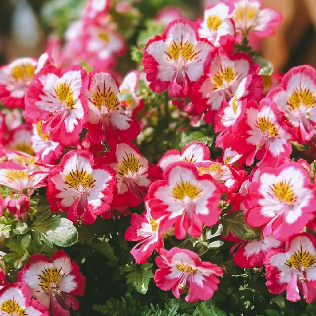Schizanthus Seeds🌺🦋– Butterfly-Inspired Blooms for Your Garden