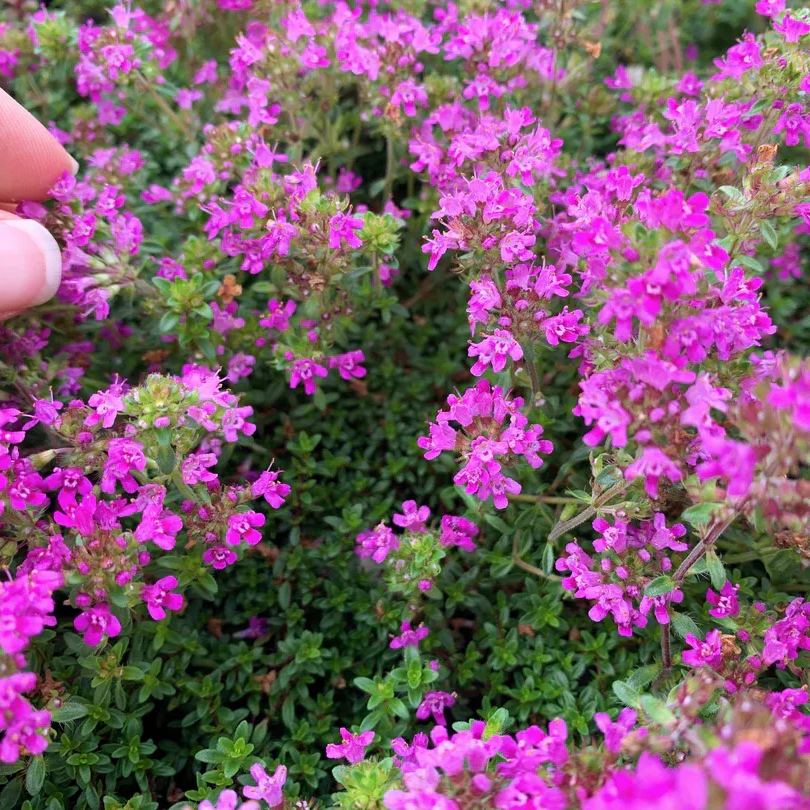 ✨ The Magical Fairy Garden of Your Dreams✨Creeping Thyme Seeds