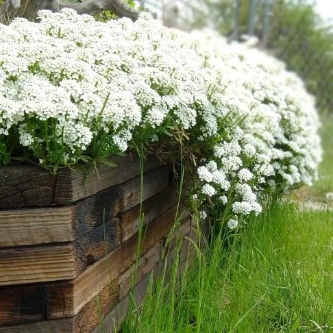 📣Optimal Ground Cover✨Creeping Thyme Seeds