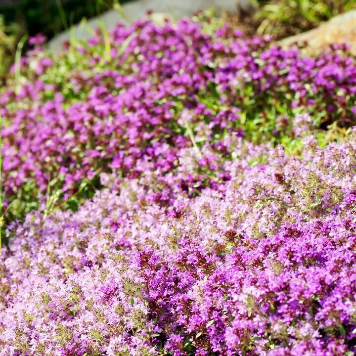 ✨ The Magical Fairy Garden of Your Dreams✨Creeping Thyme Seeds