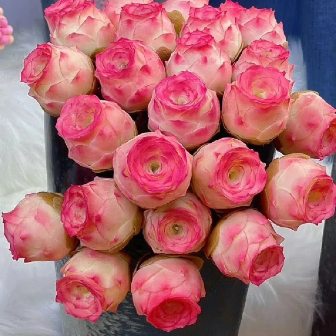 Mountain Rose Succulent (Sedum Spurium) 🌹🌿