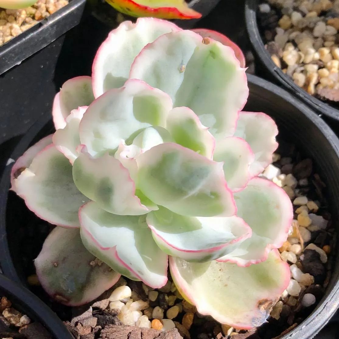 Echeveria 'Berkeley Light'