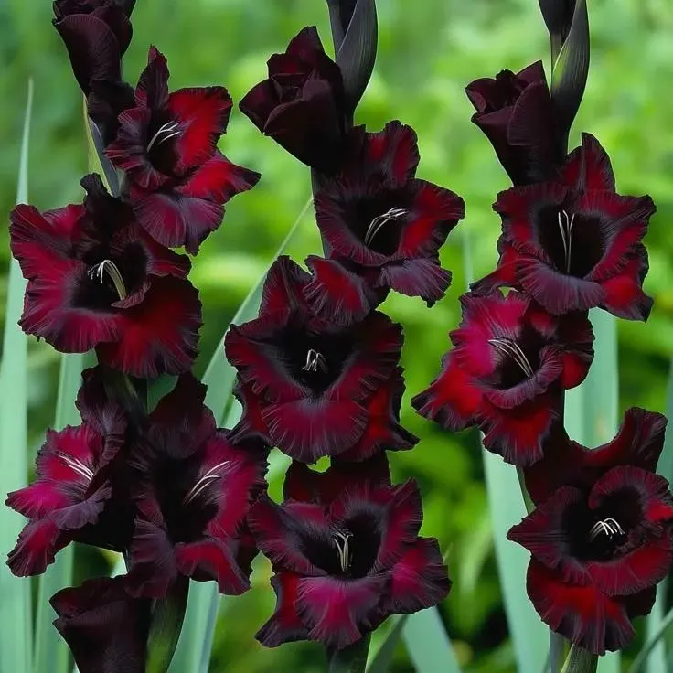 🌈 Rainbow Gladiolus Bulbs - Paint Your Garden with Nature's Fireworks 🌈