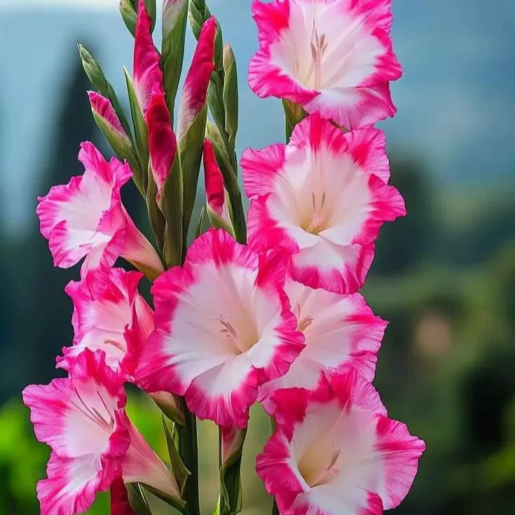 🌈 Rainbow Gladiolus Bulbs - Paint Your Garden with Nature's Fireworks 🌈